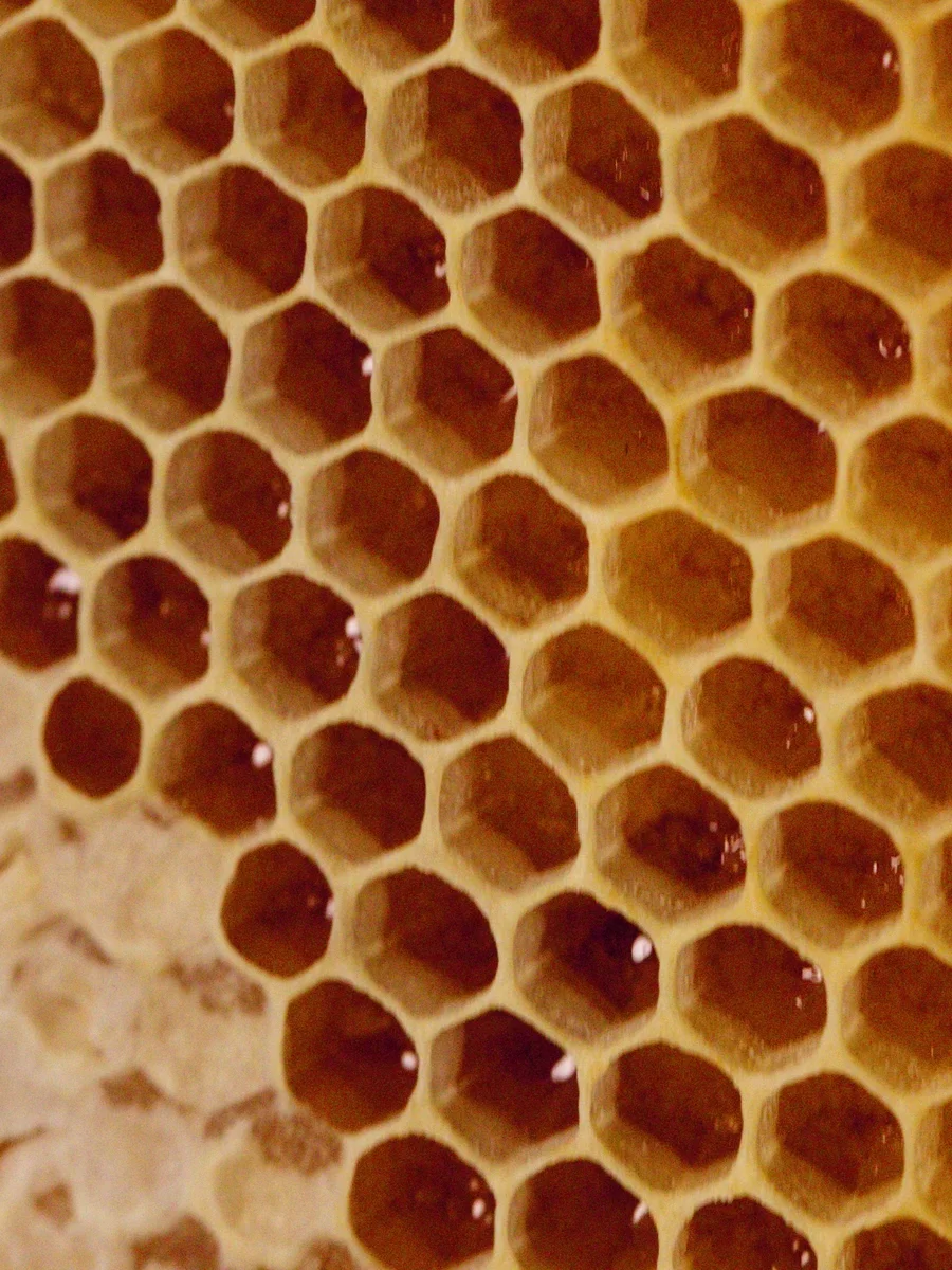 Bee's Home — 2 / 2